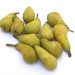 Image of Pear, single pk3