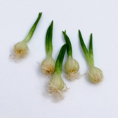 Image of White onion - single